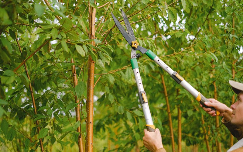 Tree trimming in Ridgeley, WV