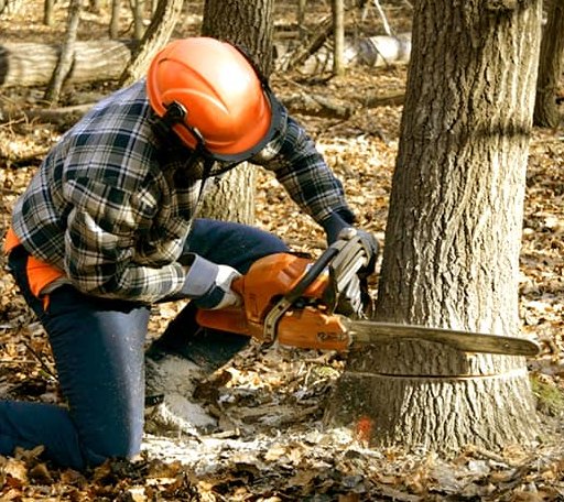 Tree Removal in Ridgeley, WV